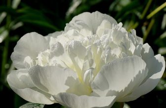 De tijdloze pracht van zijdebloemen